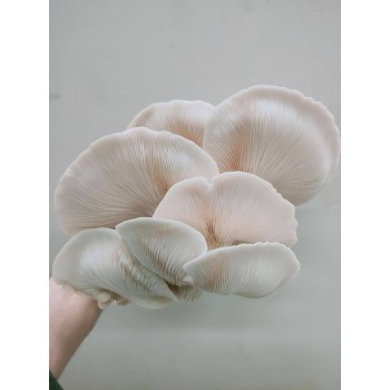 Mushroom Bulk Kit 2 x  Spawn bags Monster SUMMER White Oyster, 40 SF Bags instructions Make your own kits - FREE SHIPPING